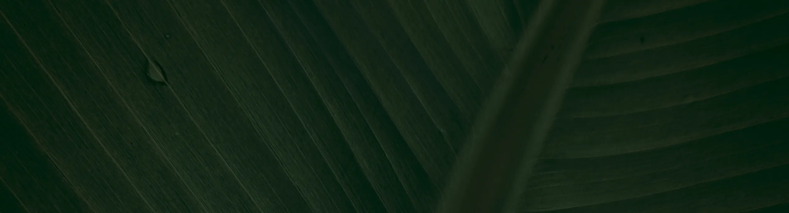 اصيص زرع فايبر كبير للزراعة مضي